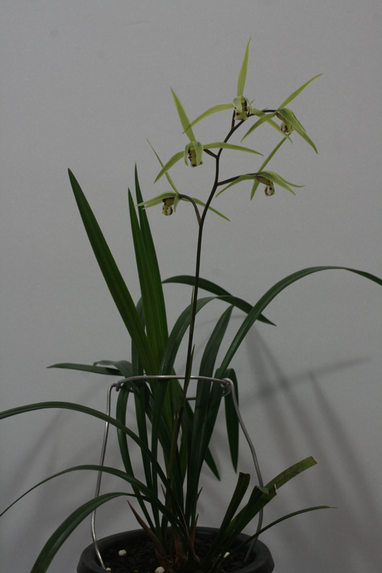 1f4067c34debb68a88e5d49777c83071_1457048