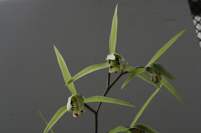 1f4067c34debb68a88e5d49777c83071_1457048