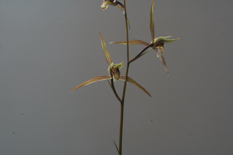 1f4067c34debb68a88e5d49777c83071_1457050