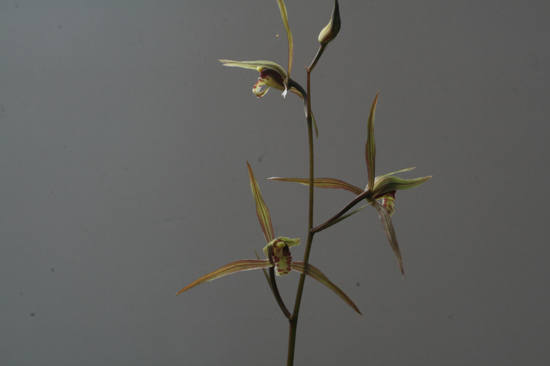 1f4067c34debb68a88e5d49777c83071_1457050