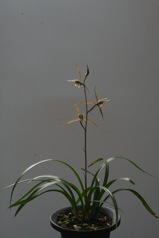 1f4067c34debb68a88e5d49777c83071_1457050