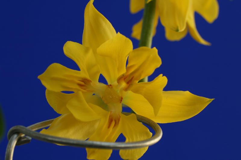 1f4067c34debb68a88e5d49777c83071_1457051