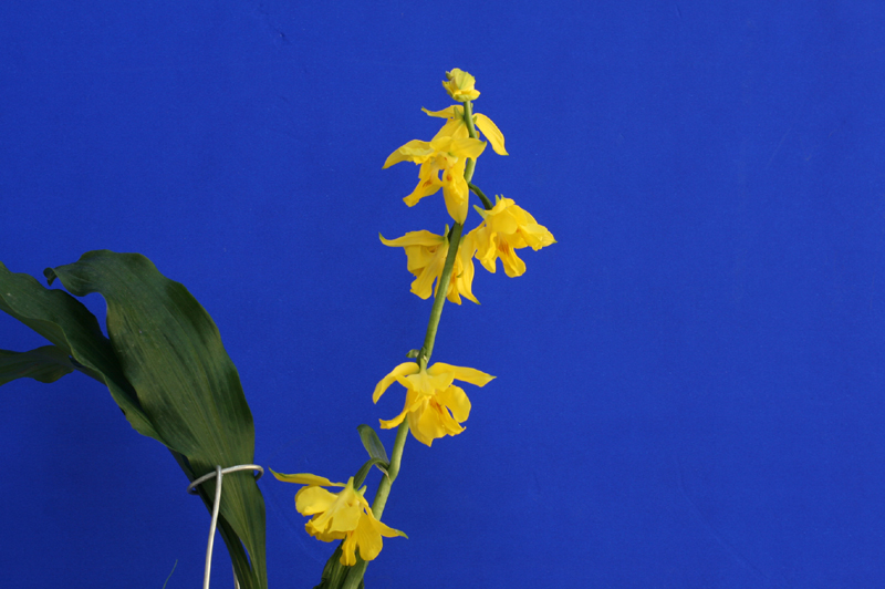 1f4067c34debb68a88e5d49777c83071_1457051