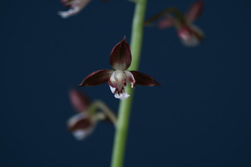 1f4067c34debb68a88e5d49777c83071_1457052