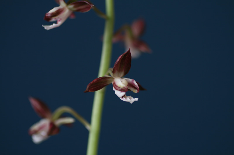 1f4067c34debb68a88e5d49777c83071_1457052