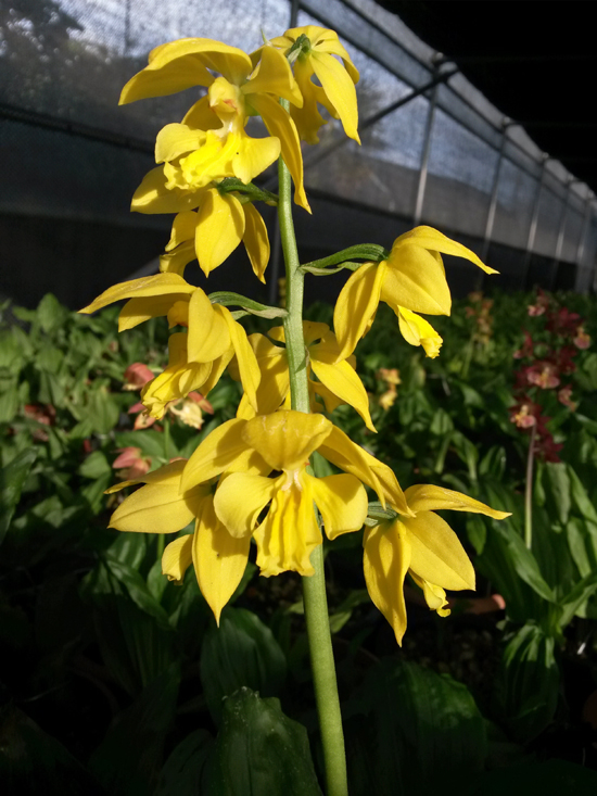 1f4067c34debb68a88e5d49777c83071_1457054