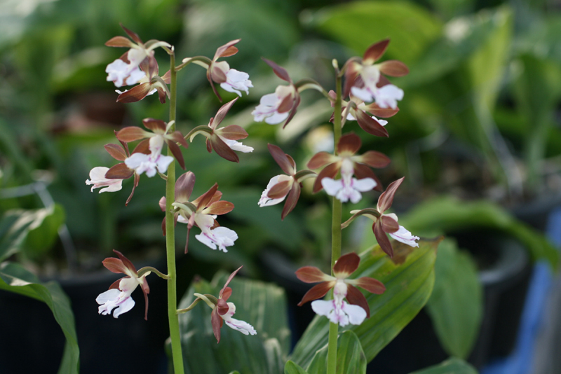 1f4067c34debb68a88e5d49777c83071_1457055