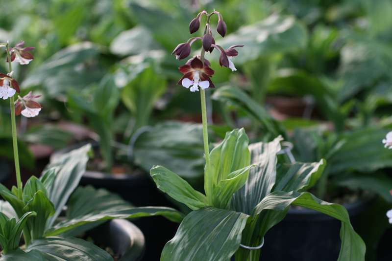 1f4067c34debb68a88e5d49777c83071_1457055