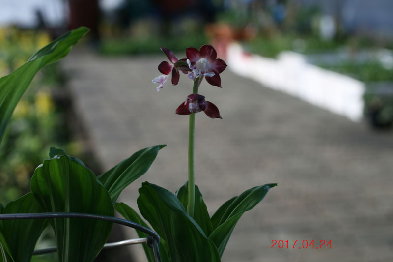 ee3e20559542e0ef6fcb28cd1d12ef16_1493026