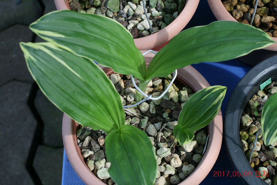 c97b8e0b213fe0d54d11a7fd1d1e7a99_1494331