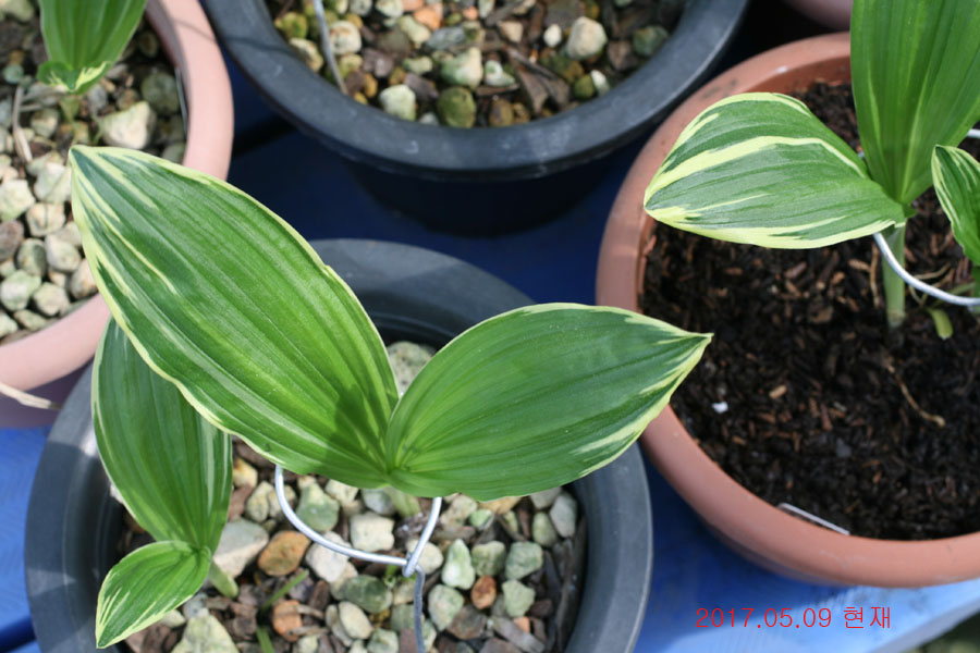 c97b8e0b213fe0d54d11a7fd1d1e7a99_1494331