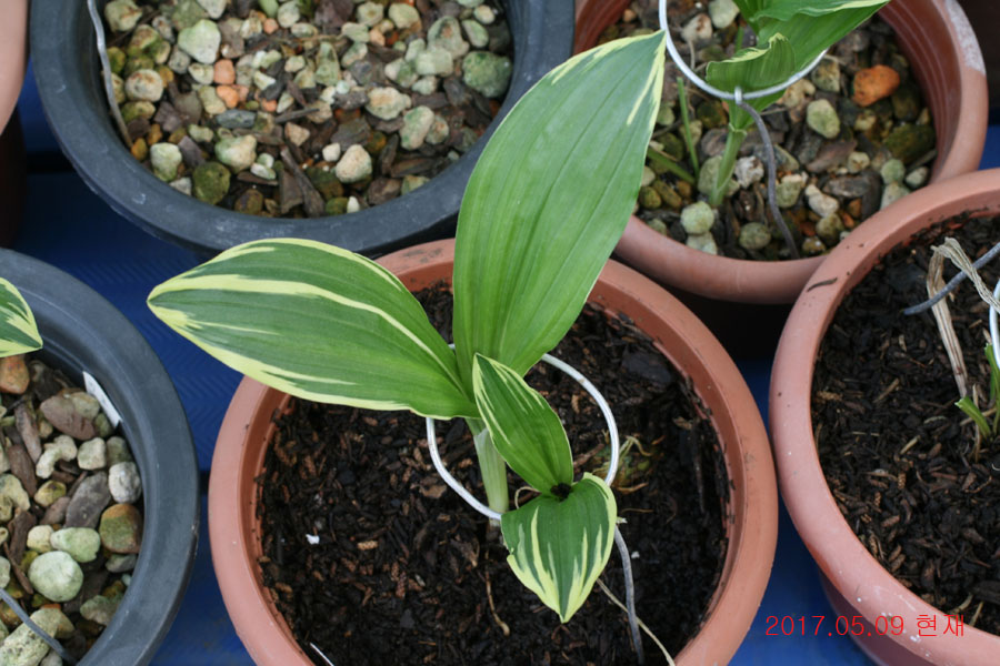 c97b8e0b213fe0d54d11a7fd1d1e7a99_1494331