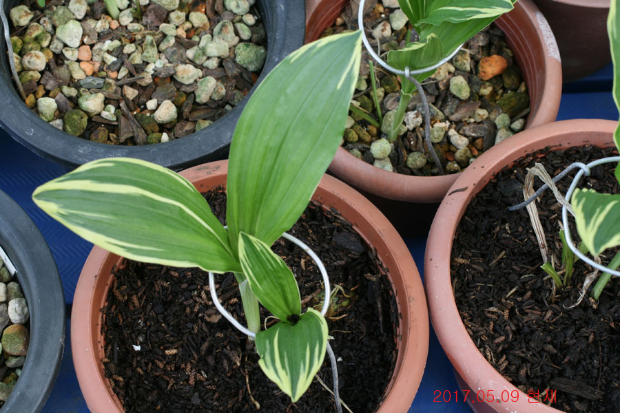 c97b8e0b213fe0d54d11a7fd1d1e7a99_1494331