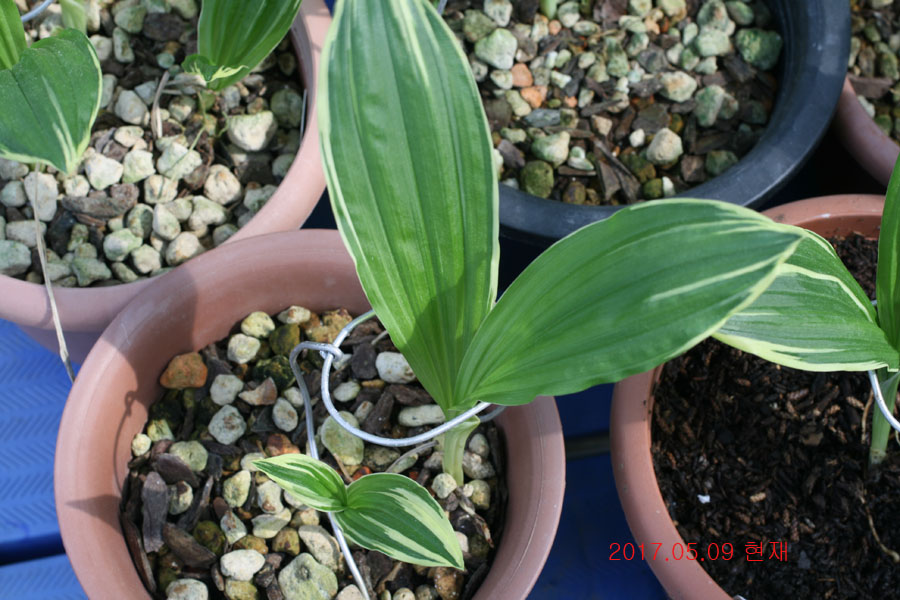 c97b8e0b213fe0d54d11a7fd1d1e7a99_1494331