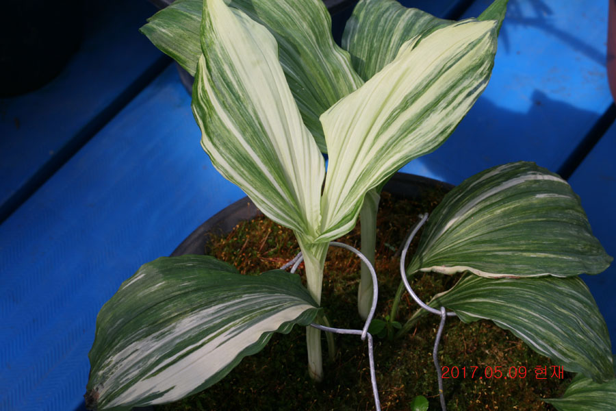 c97b8e0b213fe0d54d11a7fd1d1e7a99_1494331