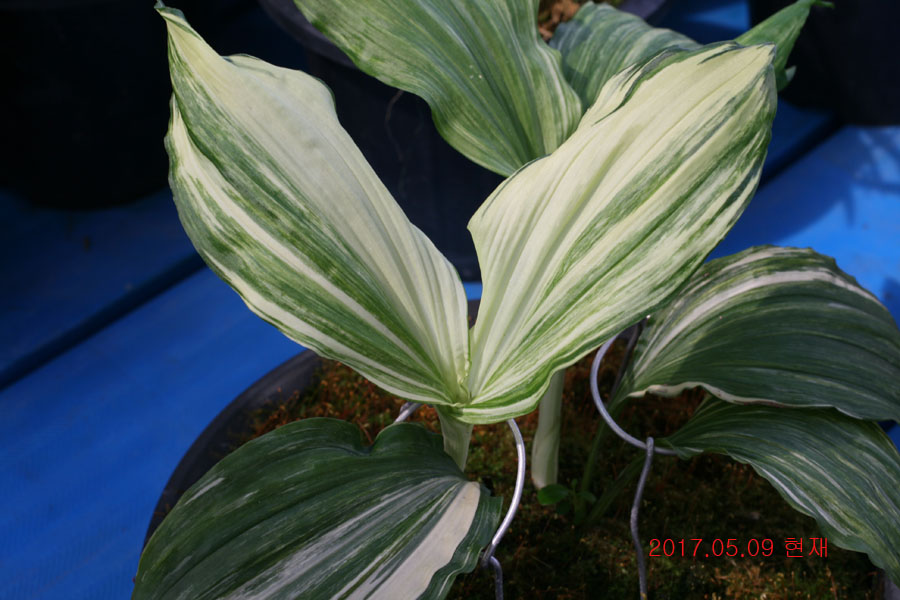 c97b8e0b213fe0d54d11a7fd1d1e7a99_1494331