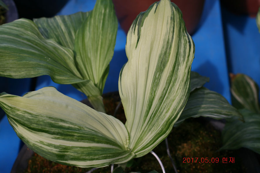 c97b8e0b213fe0d54d11a7fd1d1e7a99_1494331