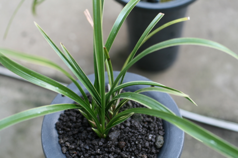 복륜(제주춘란)