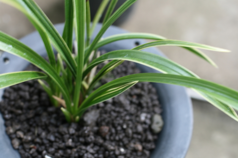 복륜(제주춘란)