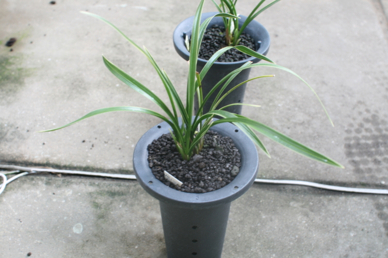 복륜(제주춘란)