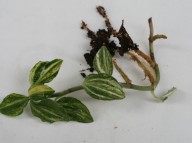 5촉,사철란 무늬종