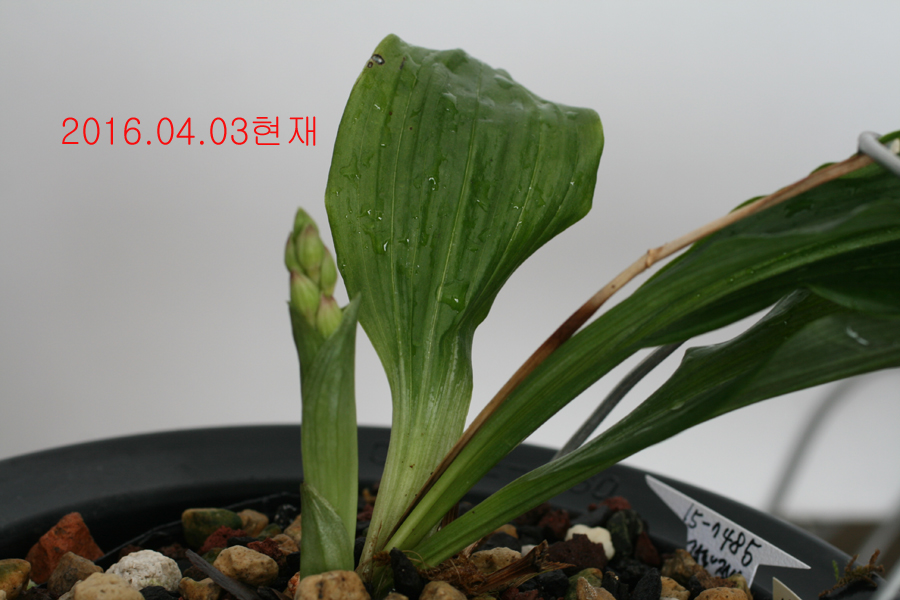 일본새우란
