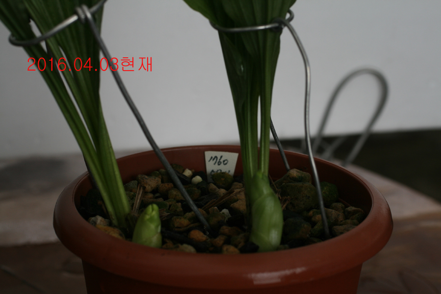 일본새우란