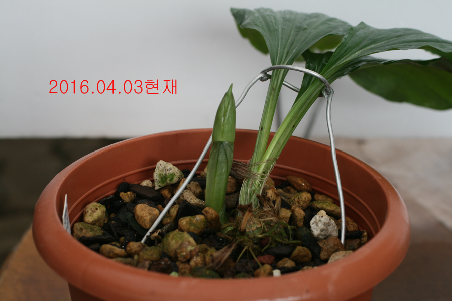 일본새우란
