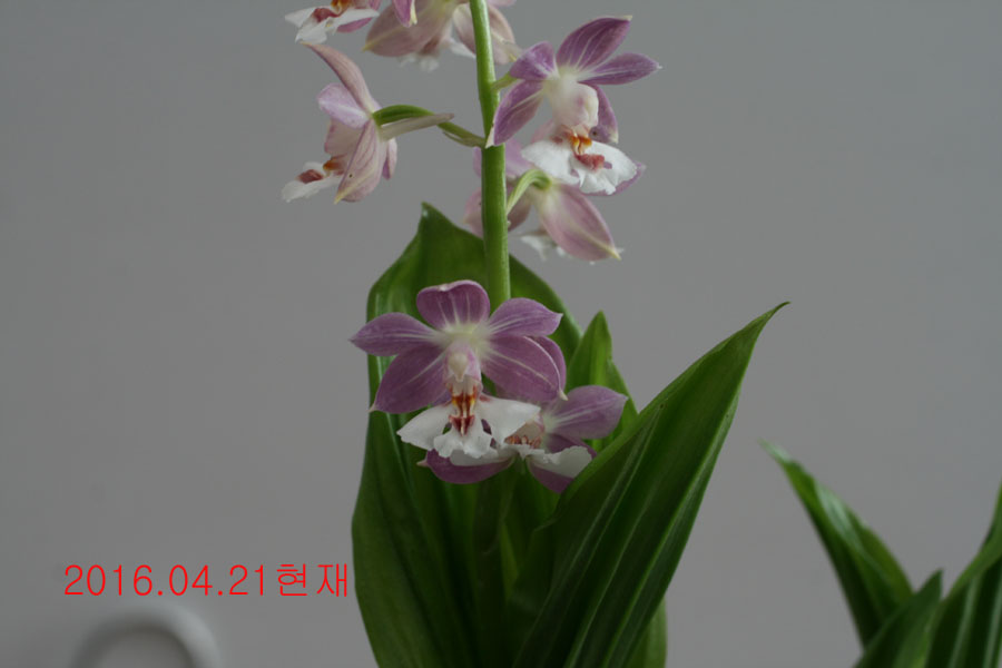 1-일본새우란
