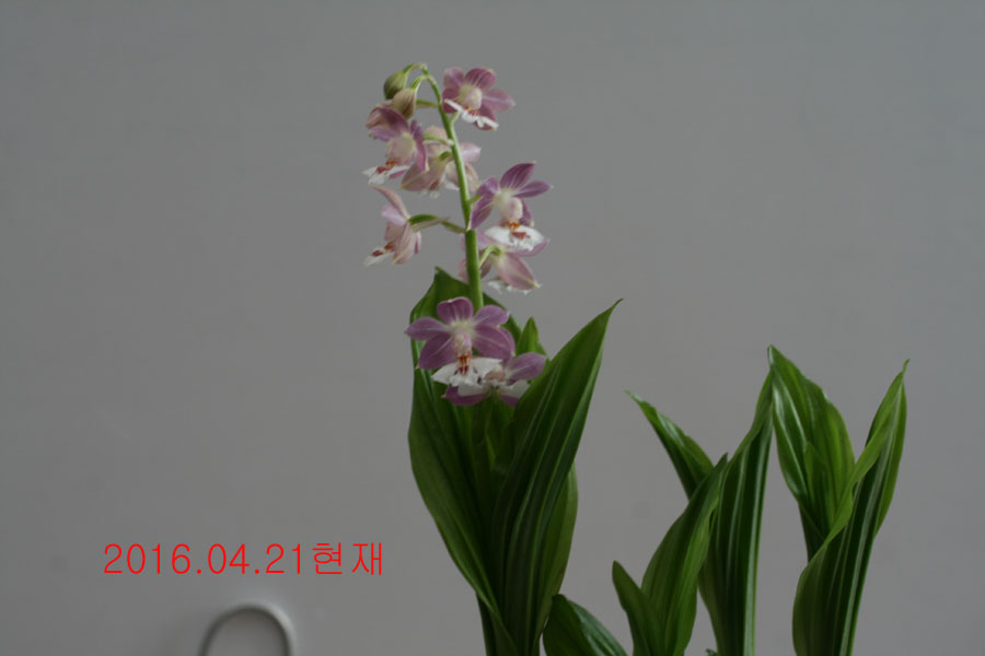 1-일본새우란