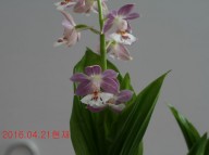 1-일본새우란