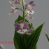 1-일본새우란