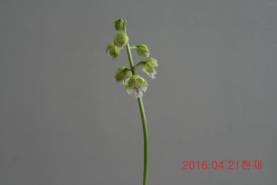 3-녹판백설