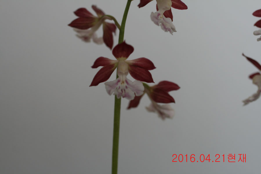 6-적판백설