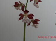 6-적판백설