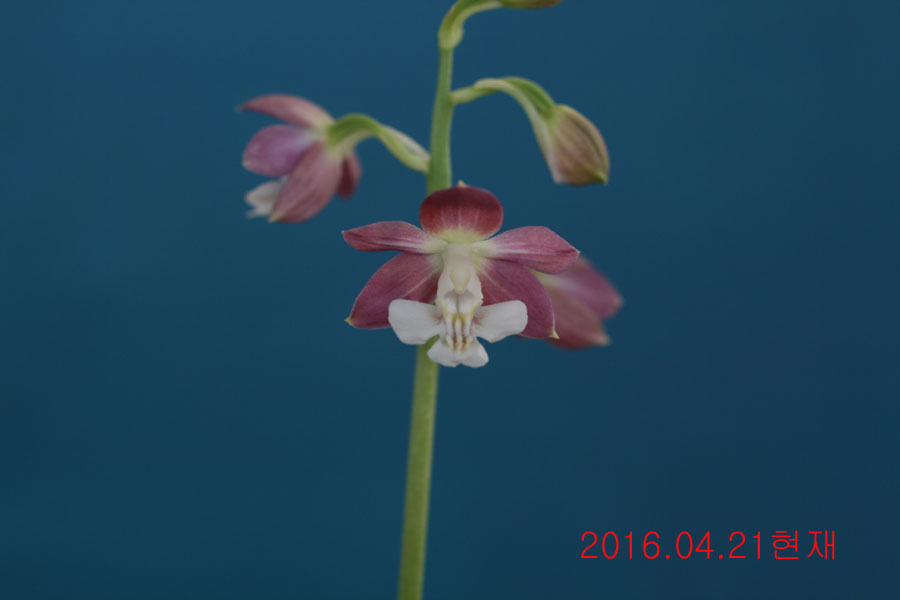 7-일본새우란