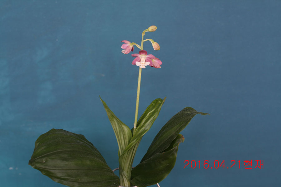 7-일본새우란