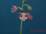 7-일본새우란