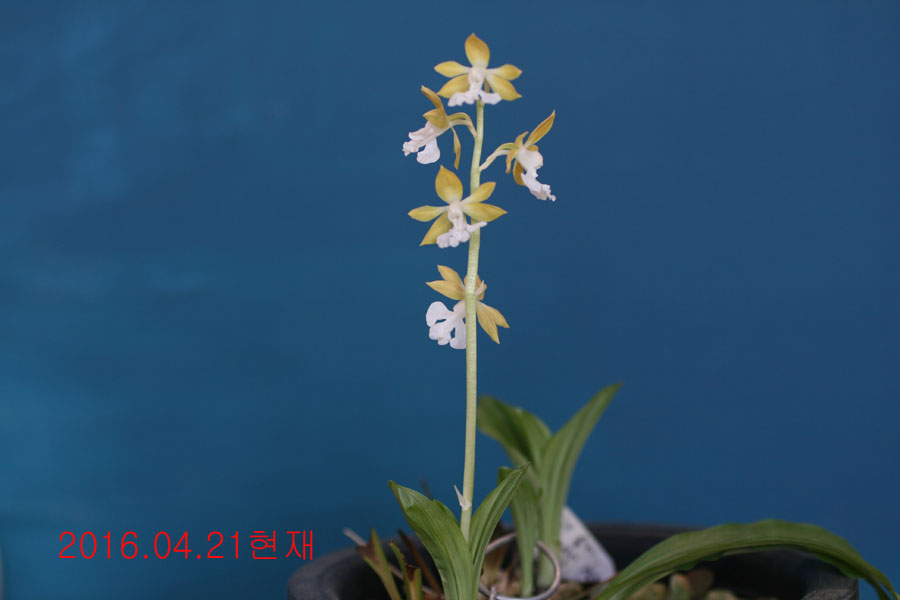 8-주금새우란