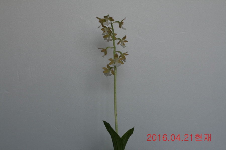 8-주금새우란