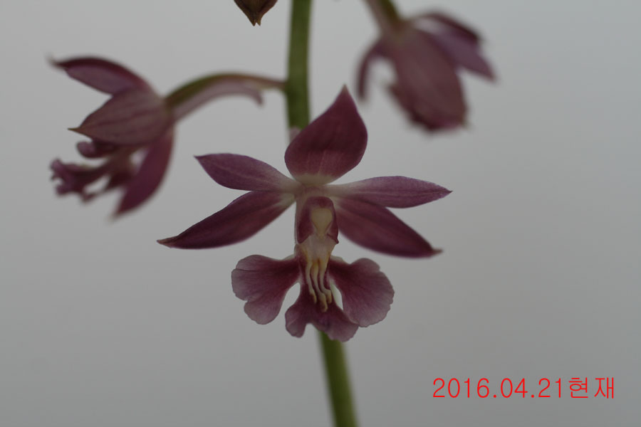 10-일본새우란