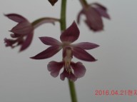10-일본새우란