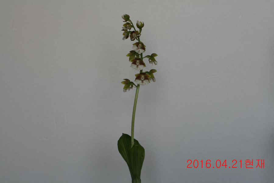 11-일본새우란(남주매)