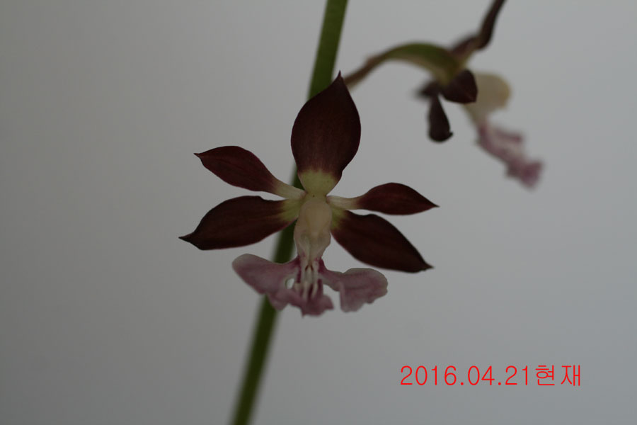 12-적판색설