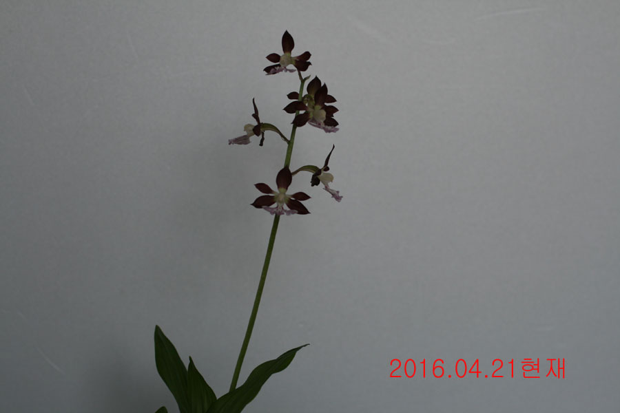 12-적판색설