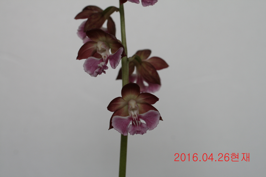 13-일본새우란