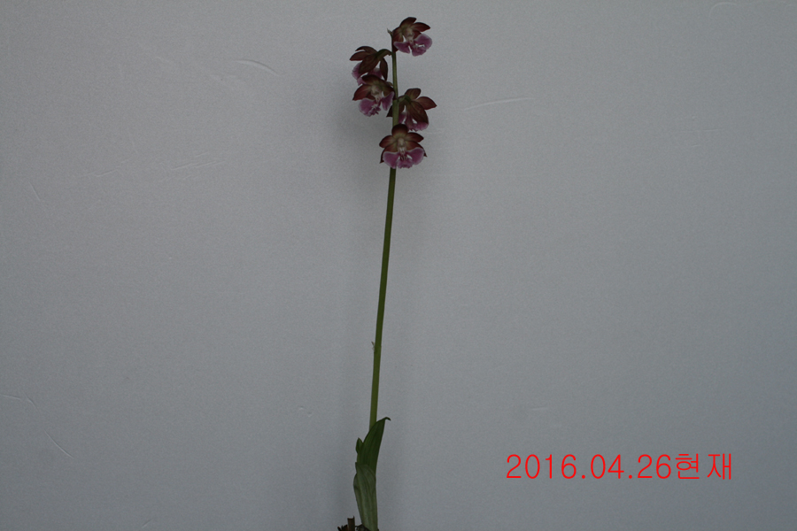 13-일본새우란