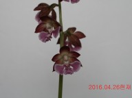 13-일본새우란