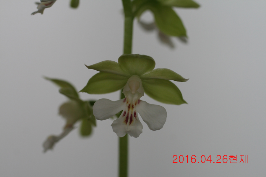 14-녹판백설