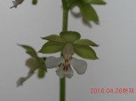 14-녹판백설